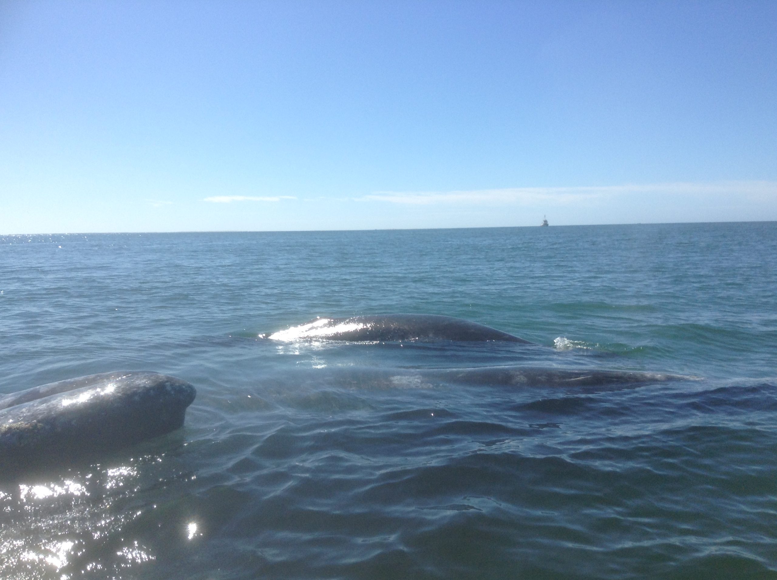 Ballenas y ballenatos en la costa mexicana de Baja California sur