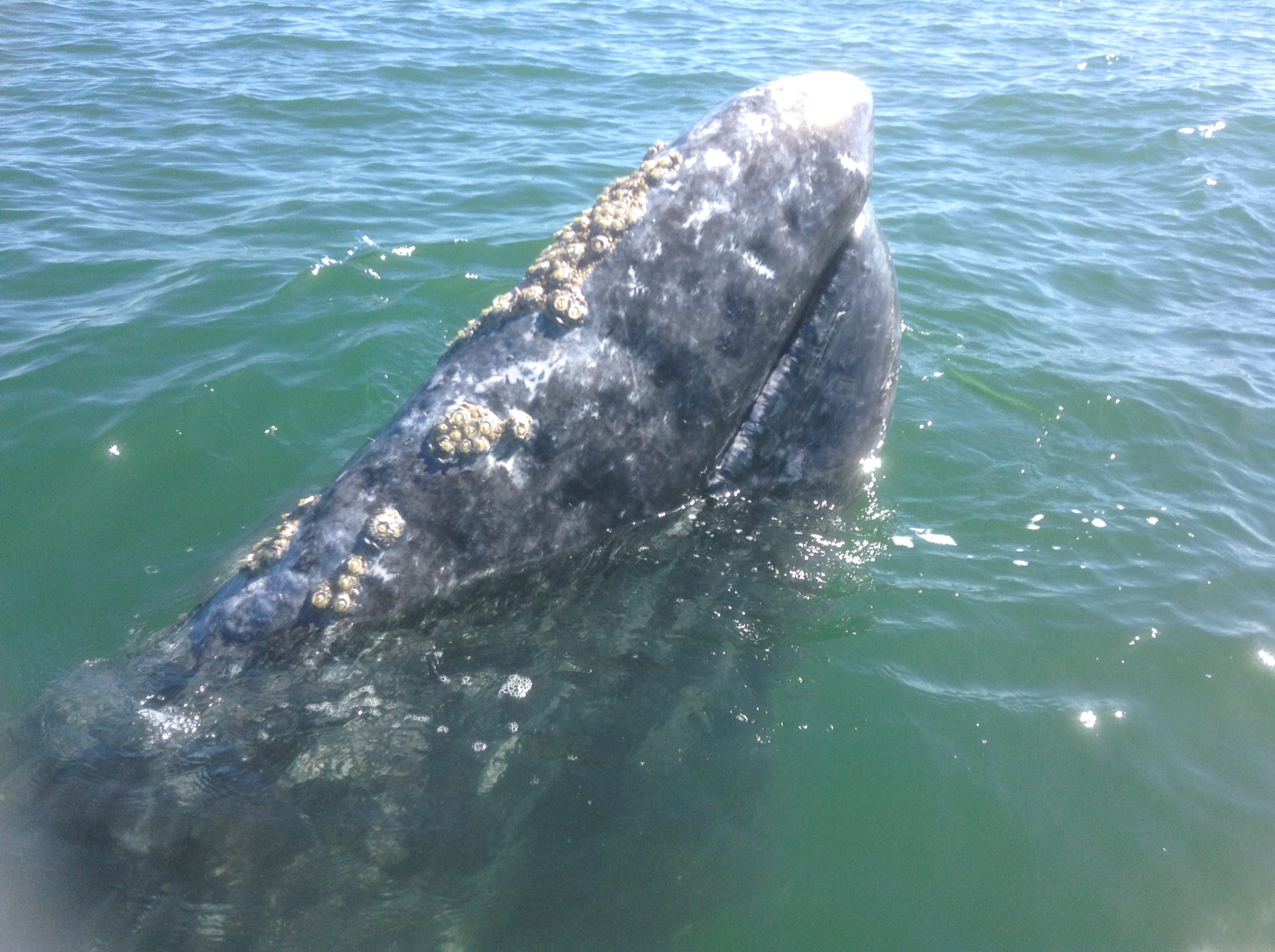 Cabeza de una ballena desde cerca en la costa mexicana de Baja California sur