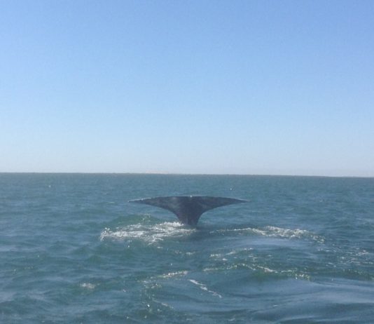 Cola de una ballena en la costa mexicana de Baja California sur