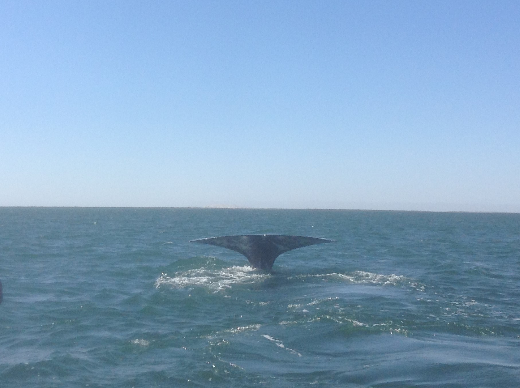 Cola de una ballena en la costa mexicana de Baja California sur