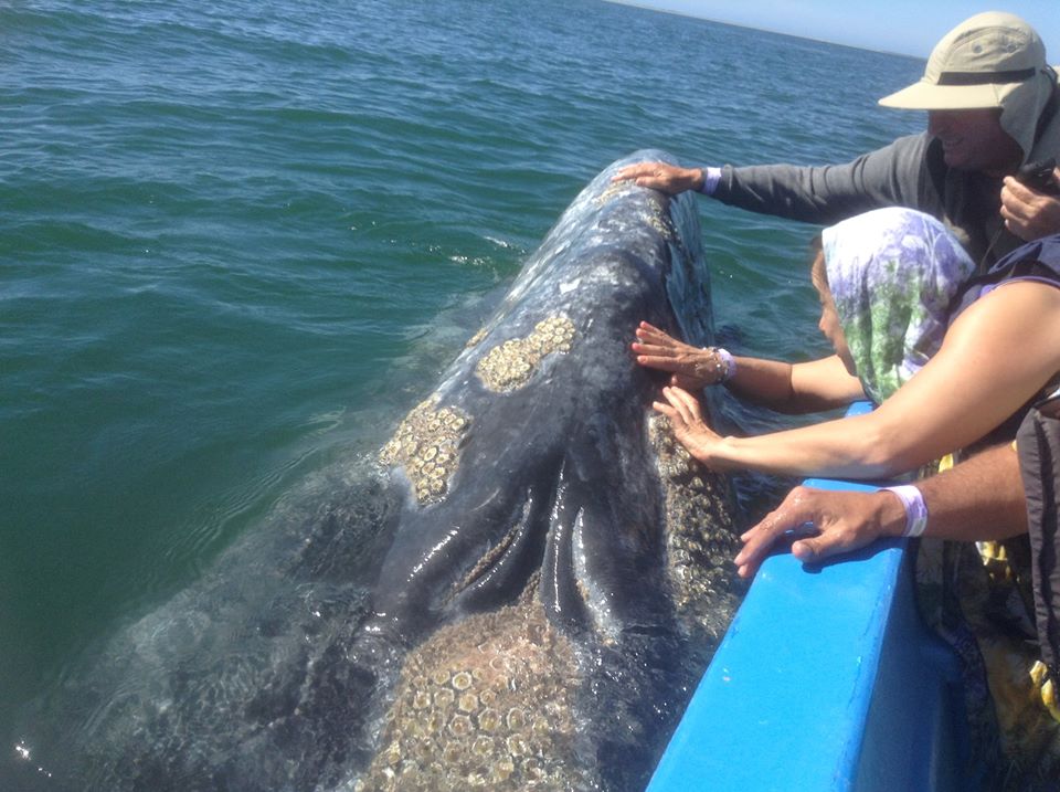 Ballenas se acercan a turistas en la costa mexicana de Baja California sur