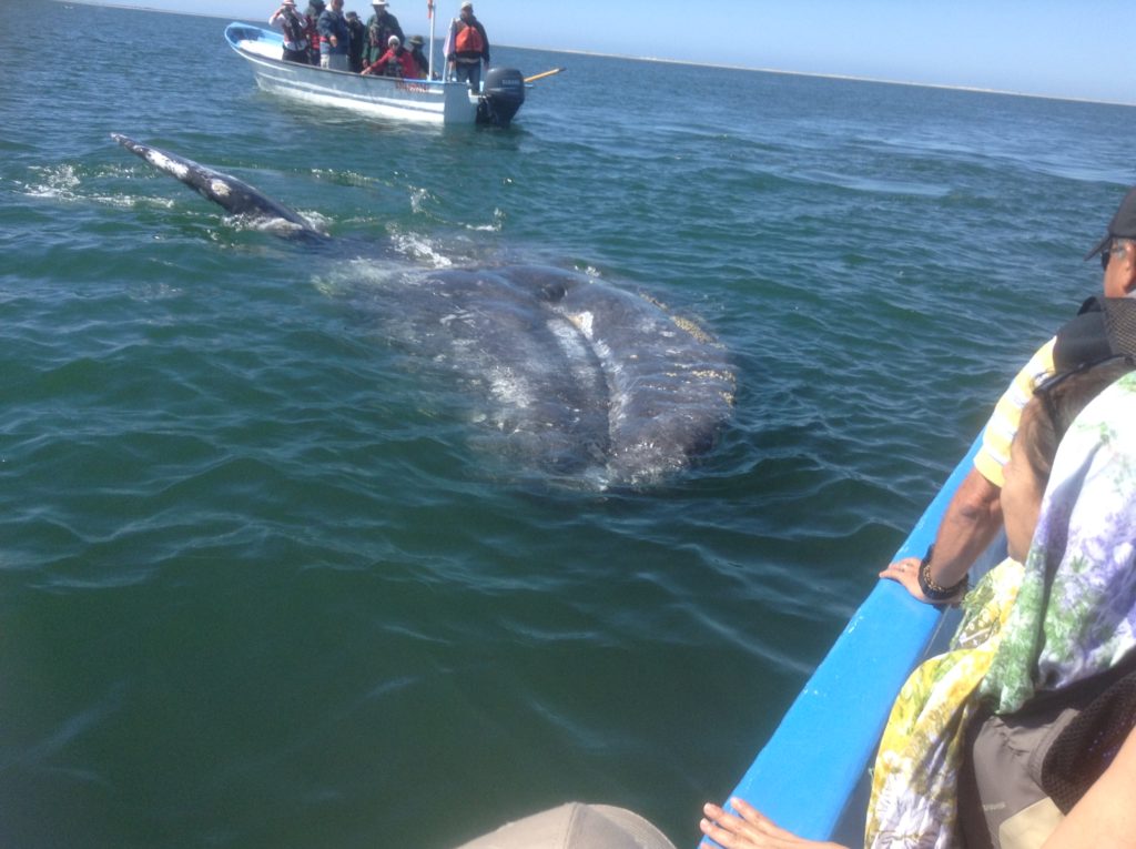 Ballenas en la costa mexicana de Baja California sur