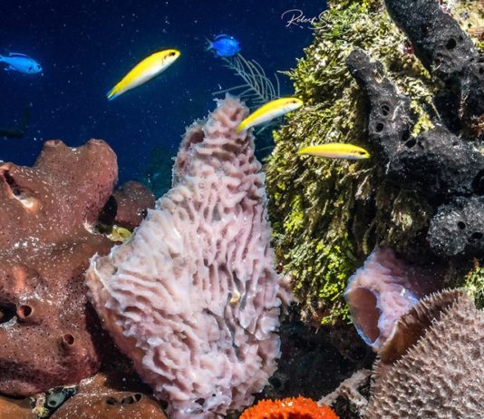 Barreras de coral México