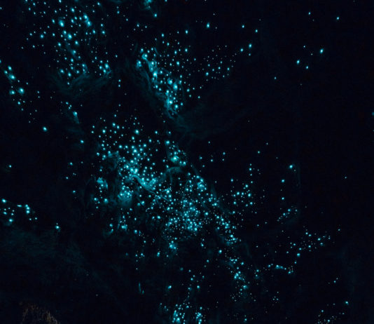 NZ Diario de un viaje a la Tierra Media Waipu Caves, la cueva en la que el firmamento está hecho de pequeños gusanos fluorescentes
