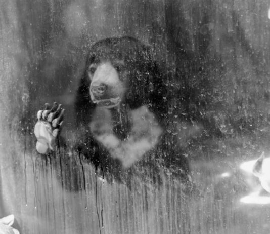 Oso Malayo en un zoo de Tailandia