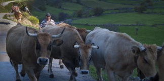 Cuatro vacas en el camino guiadas por el pastor
