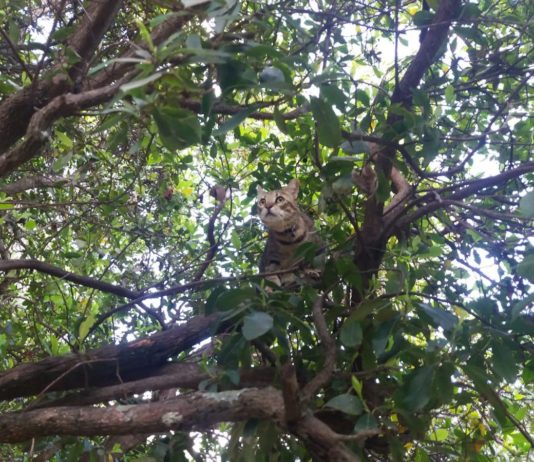 Weiwei el gato