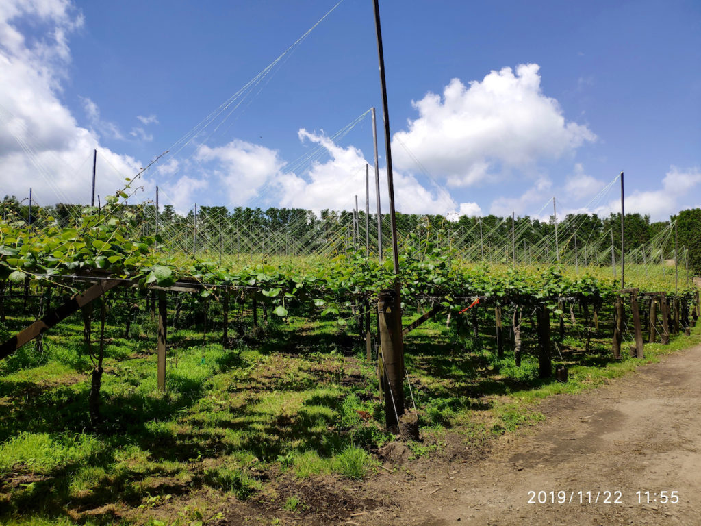 El orchard donde se cultivan los kiwis 