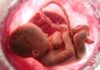 Placenta