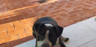 Cachorro de perro con una pelota