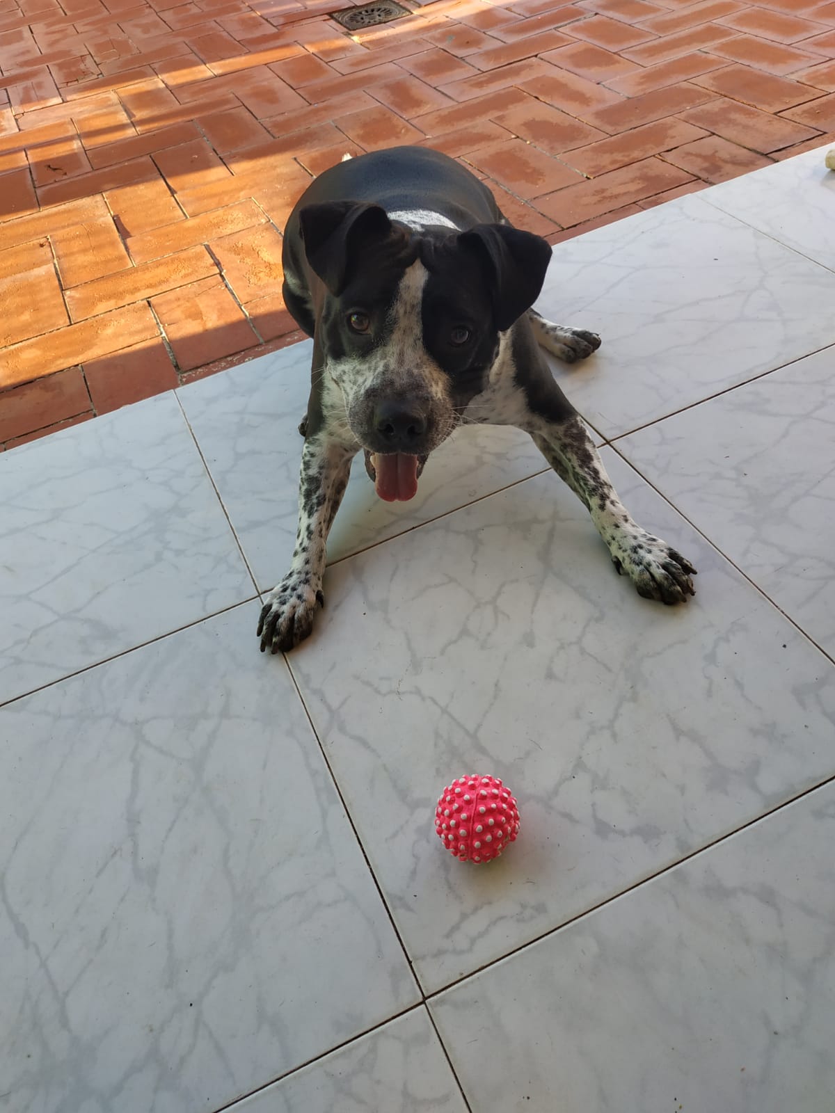 Cachorro de perro con una pelota