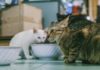 Gatos IPPPA proteccion animales