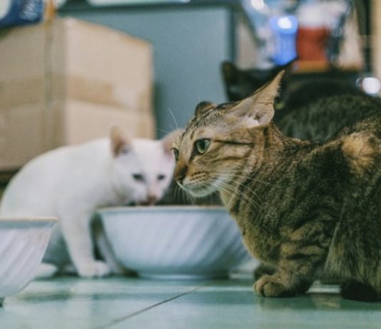 Gatos IPPPA proteccion animales