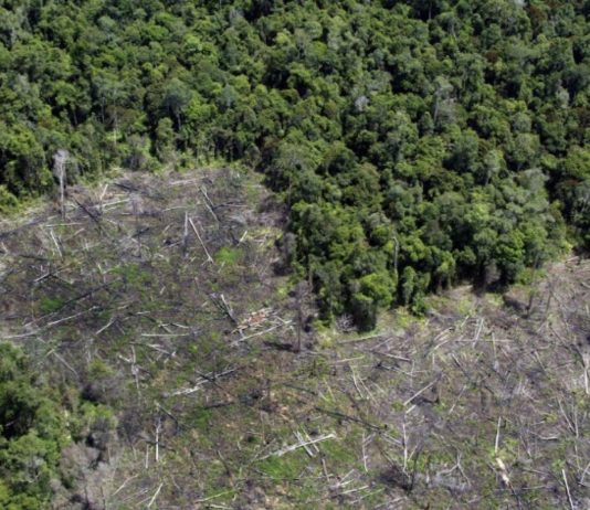 Greenpeace deforestación Amazonia Brasil © Greenpeace / Natalie Behring-Chis, 2004.