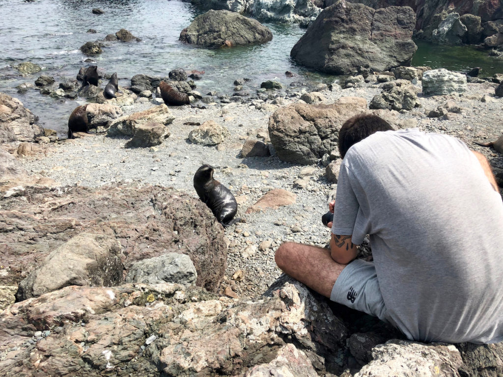 Santuario de focas en Cabo Palliser