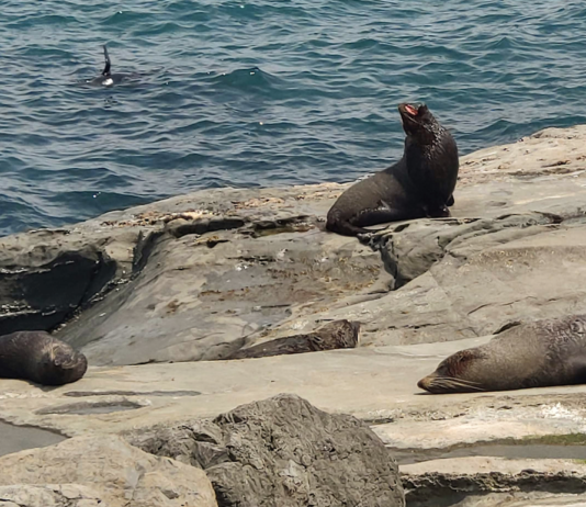 Santuario de focas, Nueva Zelanda, espectáculo salvaje
