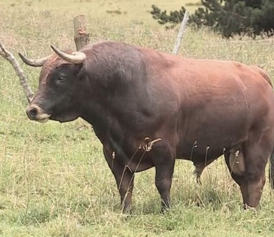 reses bravas toros de lidia