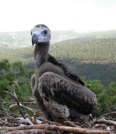 © Mariano Velázquez: pollo de buitre negro en la Sierra de Guadarrama, Madrid