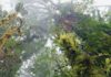 Ryan Hawk / Woodland Park Zoo: Los increíbles bosques de nube en Papúa Nueva Guinea