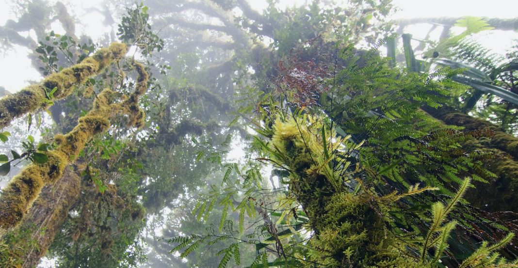 Ryan Hawk / Woodland Park Zoo: Los increíbles bosques de nube en Papúa Nueva Guinea
