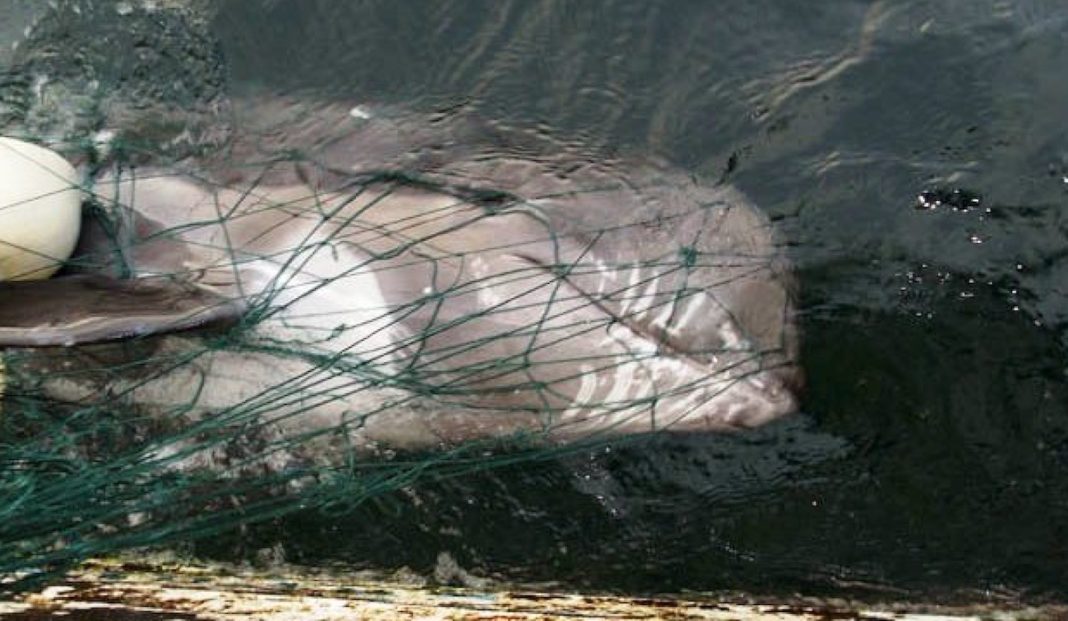 delfín atrapado en redes de pesca