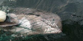 delfín atrapado en redes de pesca