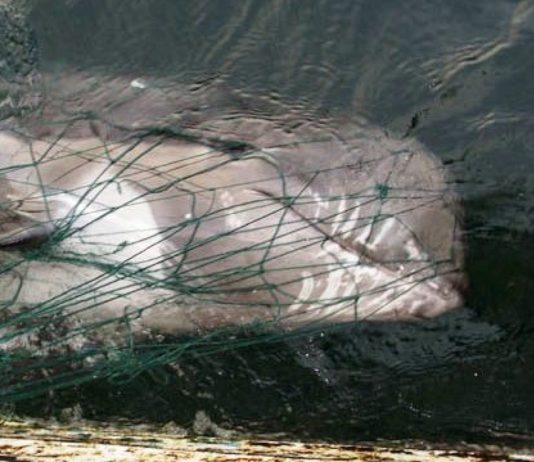 delfín atrapado en redes de pesca