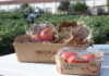Madrid recupera los tomates Moruno, Gordo y Antiguo Tomates iMiDRA Madrid