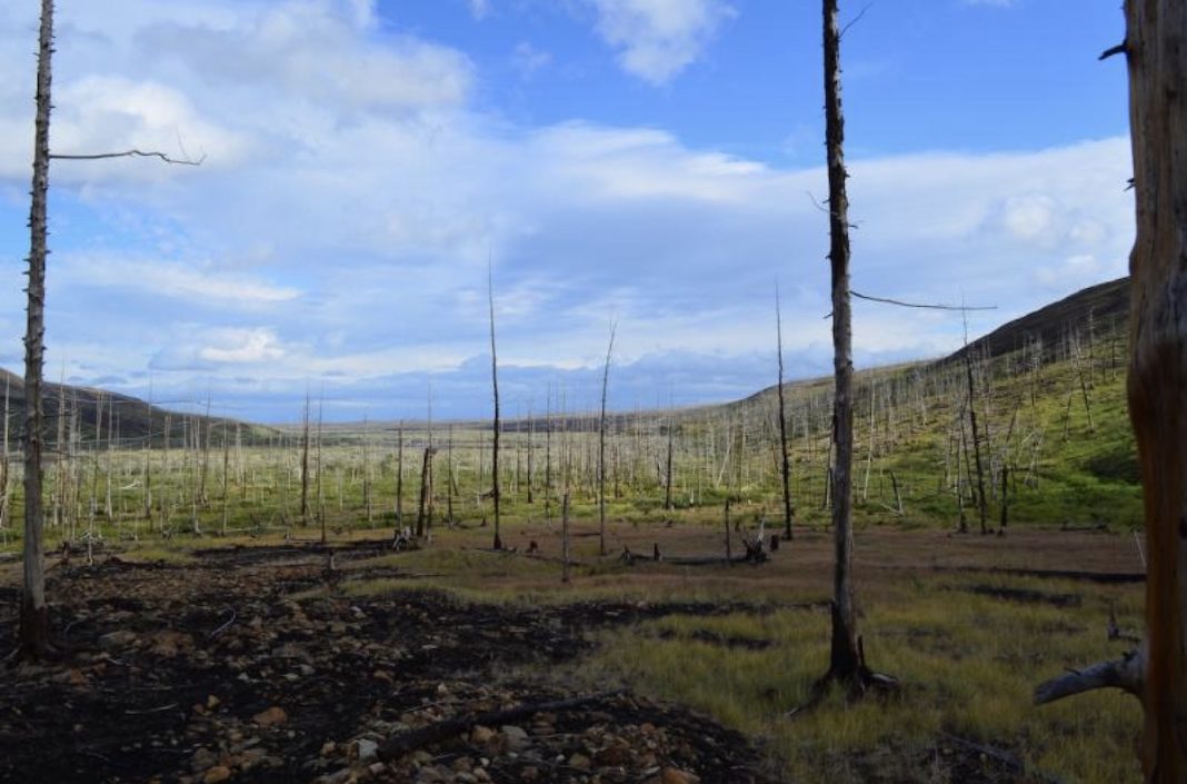 Bosque afectado por la contaminación al este de Norilsk (Rusia) | Foto: Alexander Kirdyanov