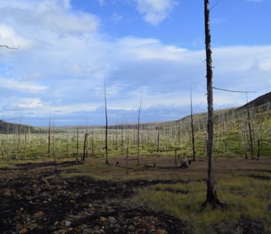 Bosque afectado por la contaminación al este de Norilsk (Rusia) | Foto: Alexander Kirdyanov