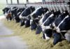 Un informe del Gobierno sitúa la ganadería española como la cuarta europea en emisiones ganadería vacas estabuladas
