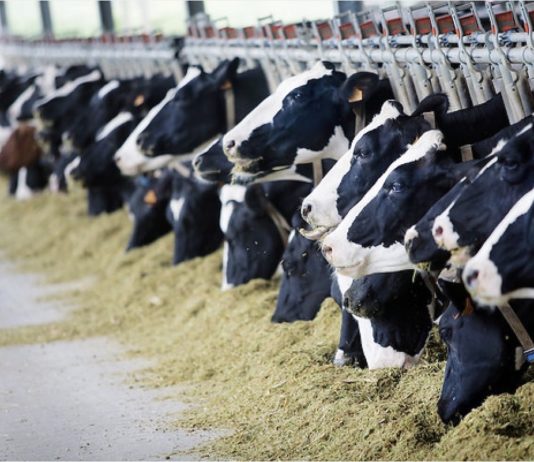 ganadería vacas estabuladas