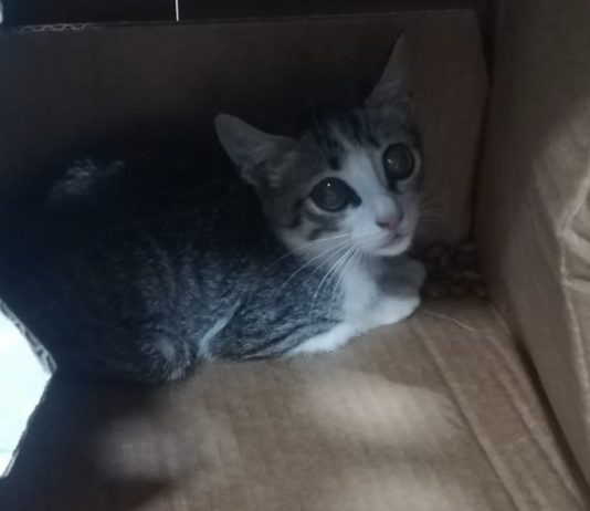 IPPPA: gato rescatado de la basura