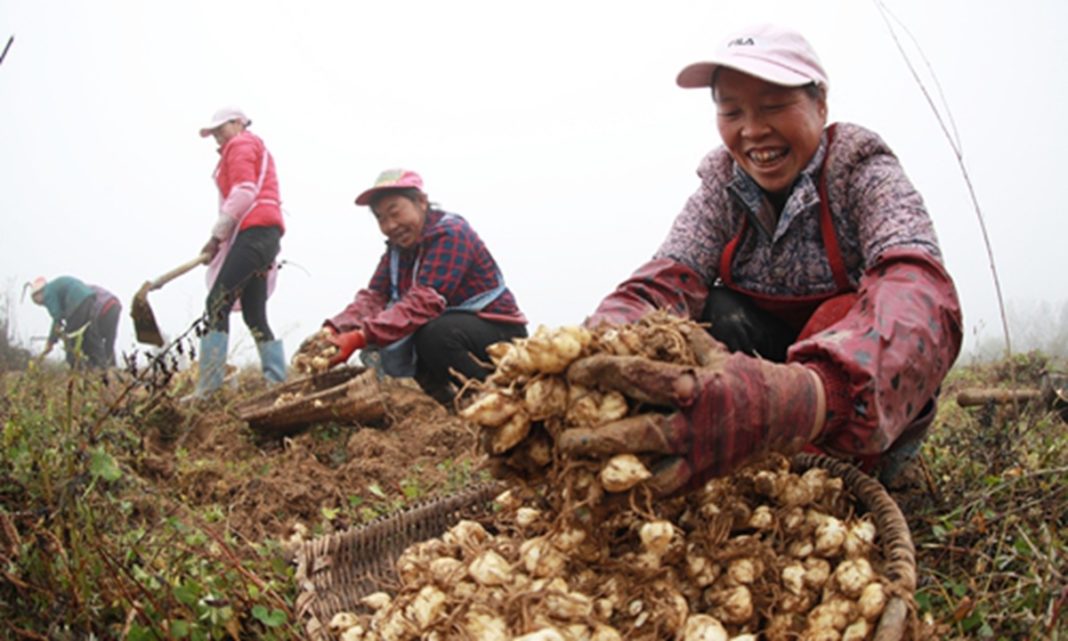 Plantación en Bijie, Guizhou, que ha permitido salir de la pobreza extrema a más de 60.000 habitantes