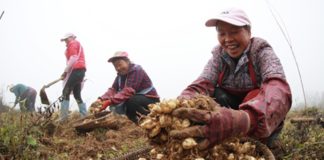 Plantación en Bijie, Guizhou, que ha permitido salir de la pobreza extrema a más de 60.000 habitantes