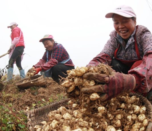 Plantación en Bijie, Guizhou, que ha permitido salir de la pobreza extrema a más de 60.000 habitantes