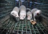 Vison americano enjaulado © Jo-Anne McArthur WWF
