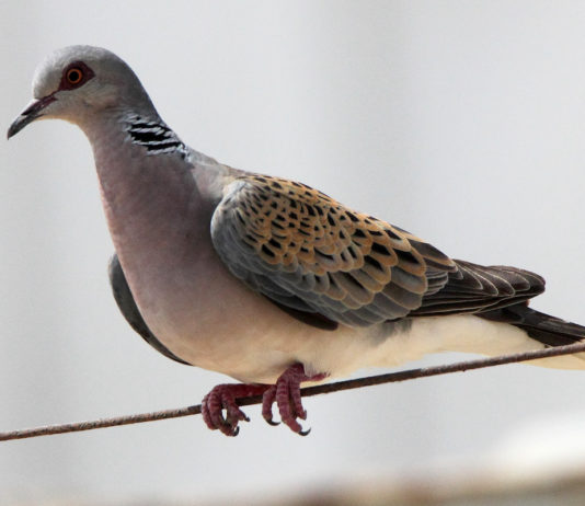 Tortola comun