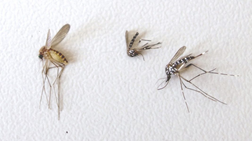 Mosquito común y dos tigres © Mosquito Aler