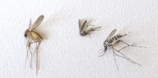Mosquito común y dos tigres © Mosquito Aler
