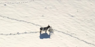 Madrid rural: ganado aislado por la nieve de Filomena en Colmenar Viejo