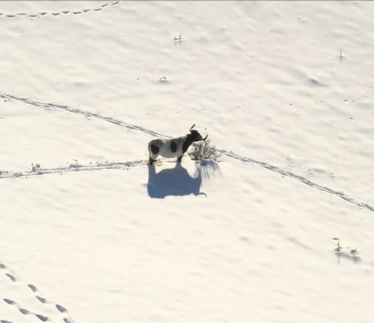Madrid rural: ganado aislado por la nieve de Filomena en Colmenar Viejo