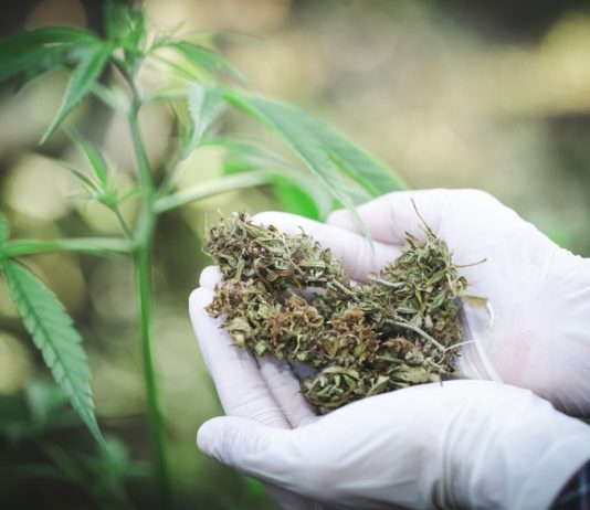 123RF cáñamo marihuana planta de cannabis