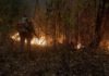 Mato Grosso, Brasil. En 2020, los incendios en el Pantanal, la llanura aluvial interior más grande del mundo, en el centro-oeste de Brasil, alcanzaron más del 12% del bioma. Aproximadamente 2,3 millones de hectáreas fueron consumidas por el incendio, con graves impactos en la vida silvestre de la región.