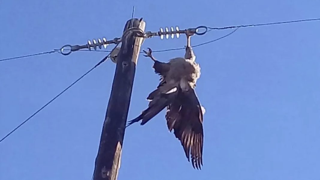 Aguila perdicera electrocutada