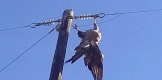 Aguila perdicera electrocutada