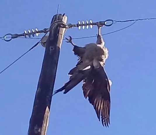 Aguila perdicera electrocutada