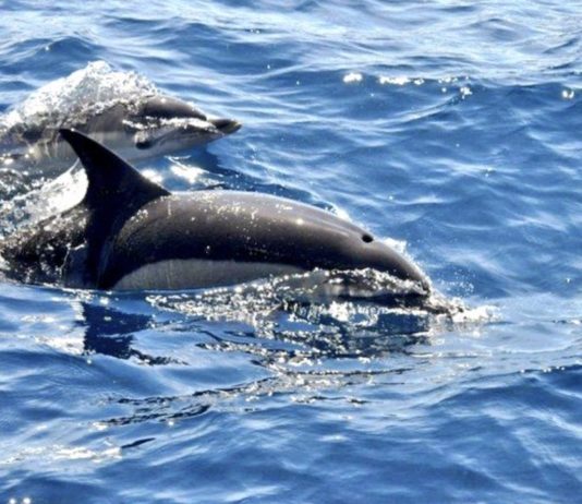 Cetáceos golfo de Vizcaya