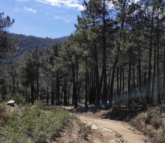 Camino del arroyo Picazuelo en la sierra de Guadarrama