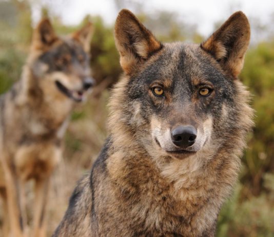Lobos Una mirada © Ana Retamero